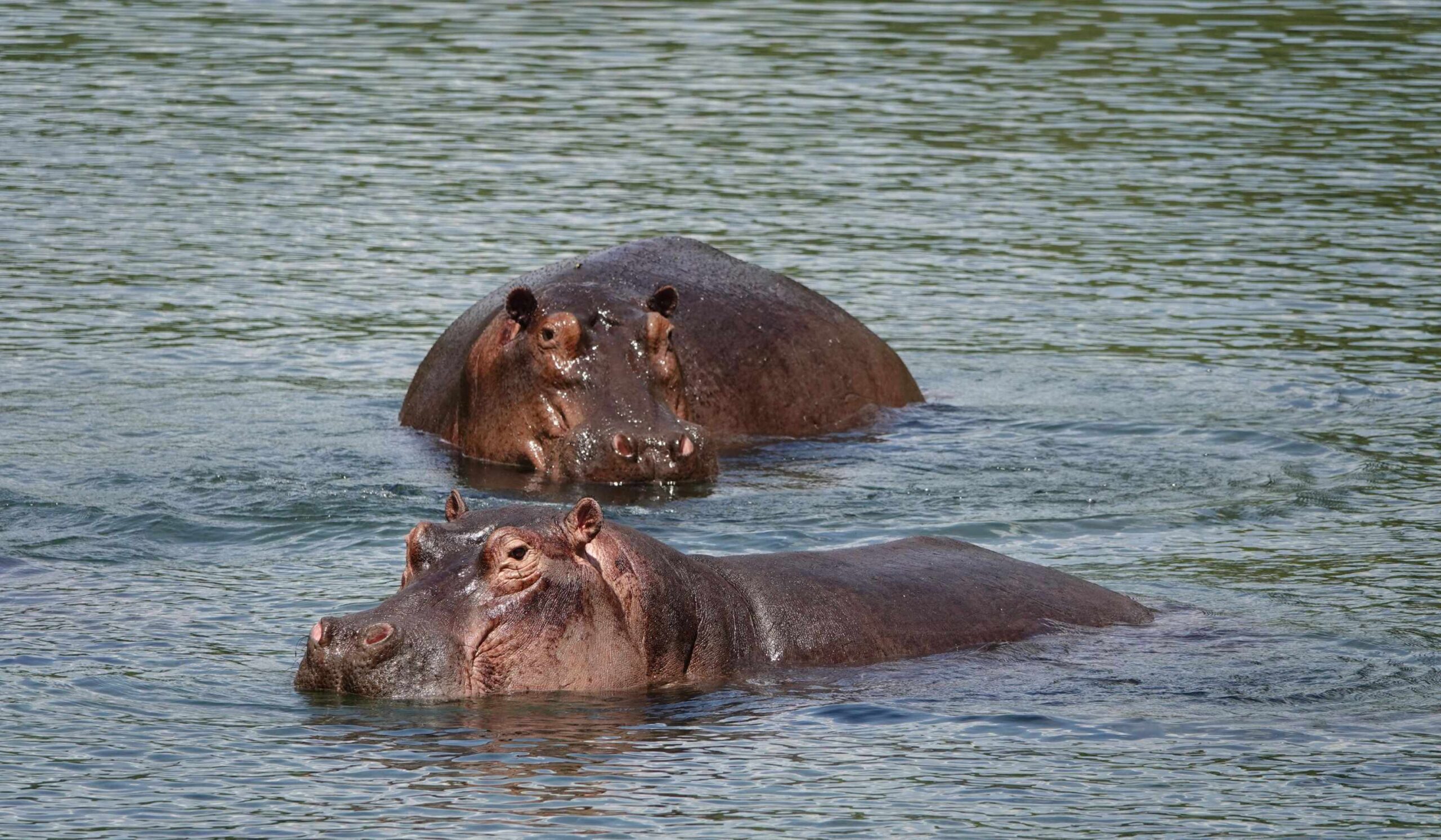 Besök Mzima Springs