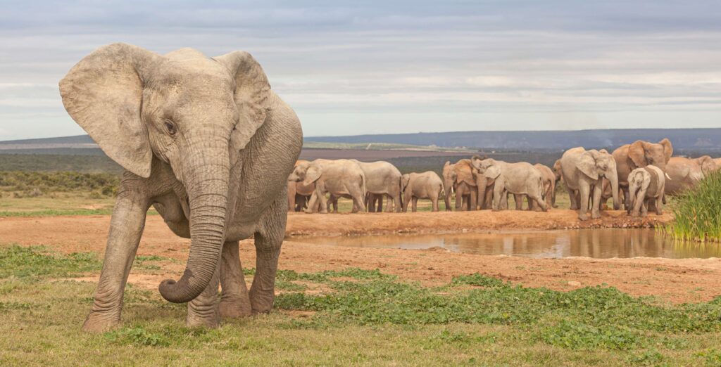 Elefanthjord i Addo nationalpark