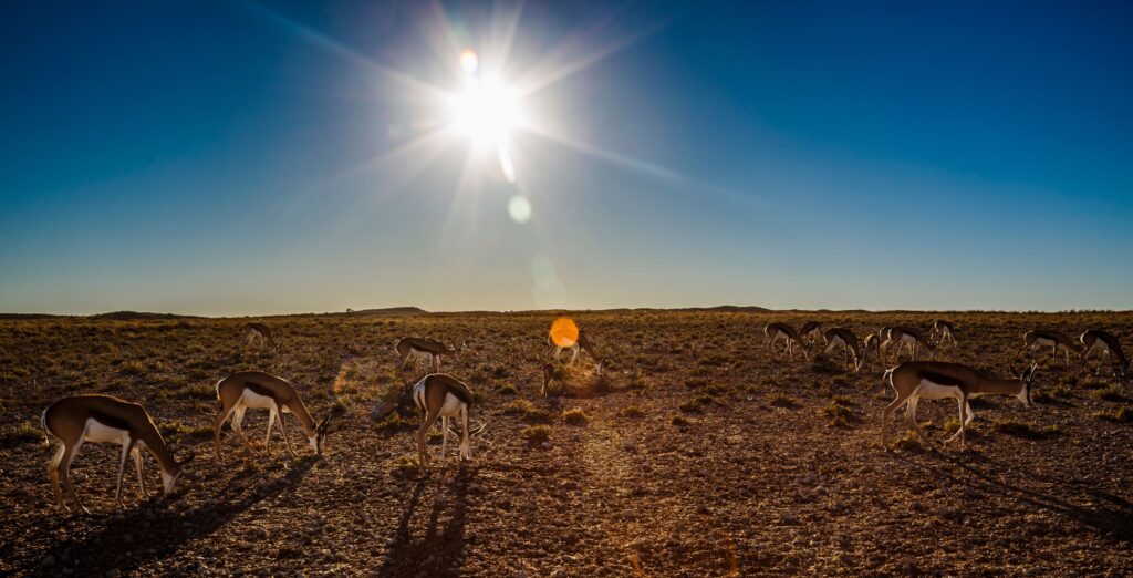 Springbockar i Kgalagadi Transfrontier Park