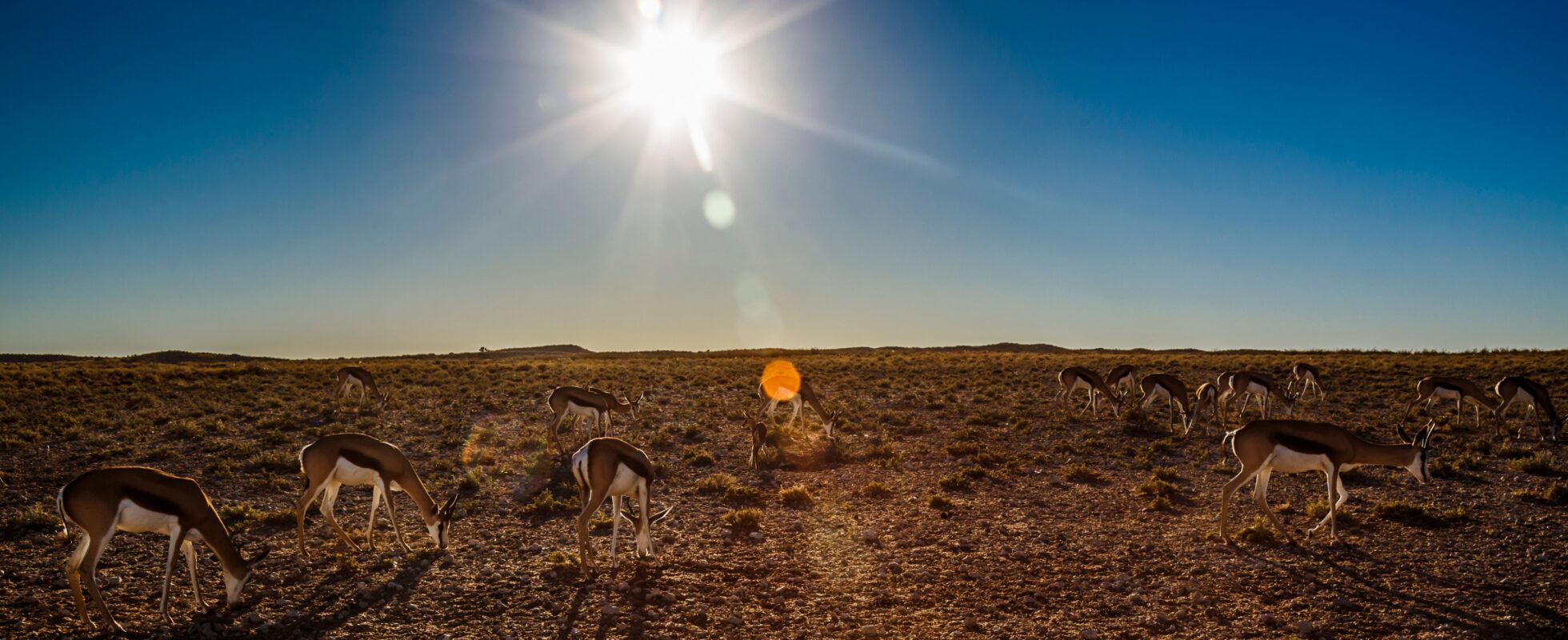 Springbockar i Kgalagadi Transfrontier Park