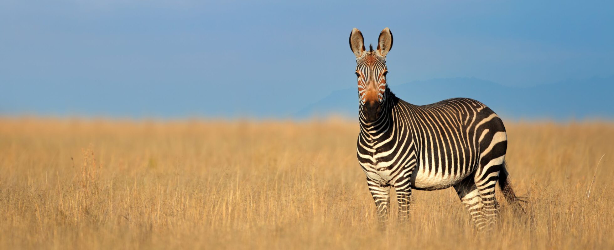 Cape mountain zebra i högt gräs