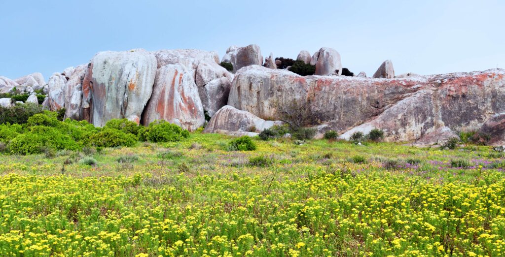 Blomstrande landskap och klippor i West Coast nationalpark