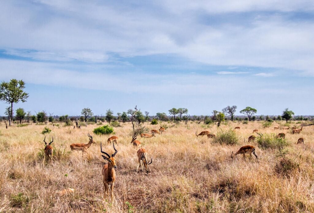 Djur på savannen i Sydafrika