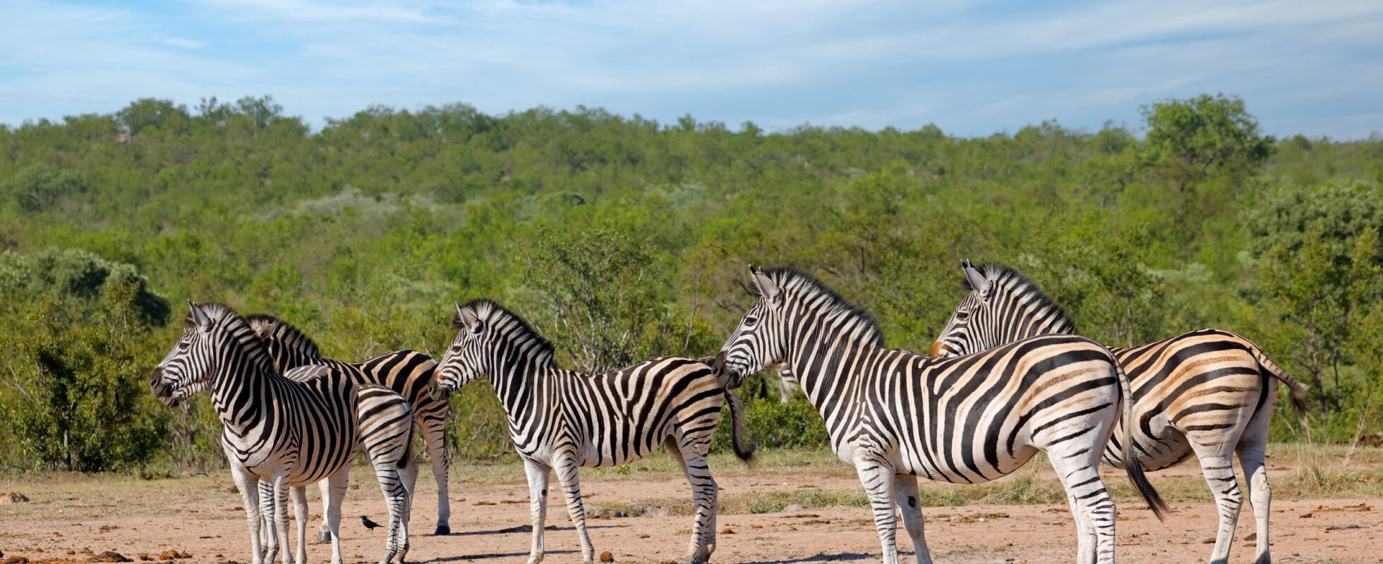 Zebror på grusväg i Krugerparken
