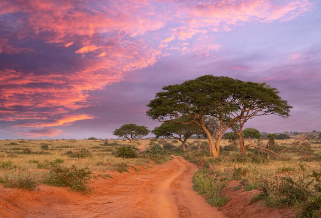 Solnedgång över grusväg som går genom afrikanskt landskap med låg vegetation och träd