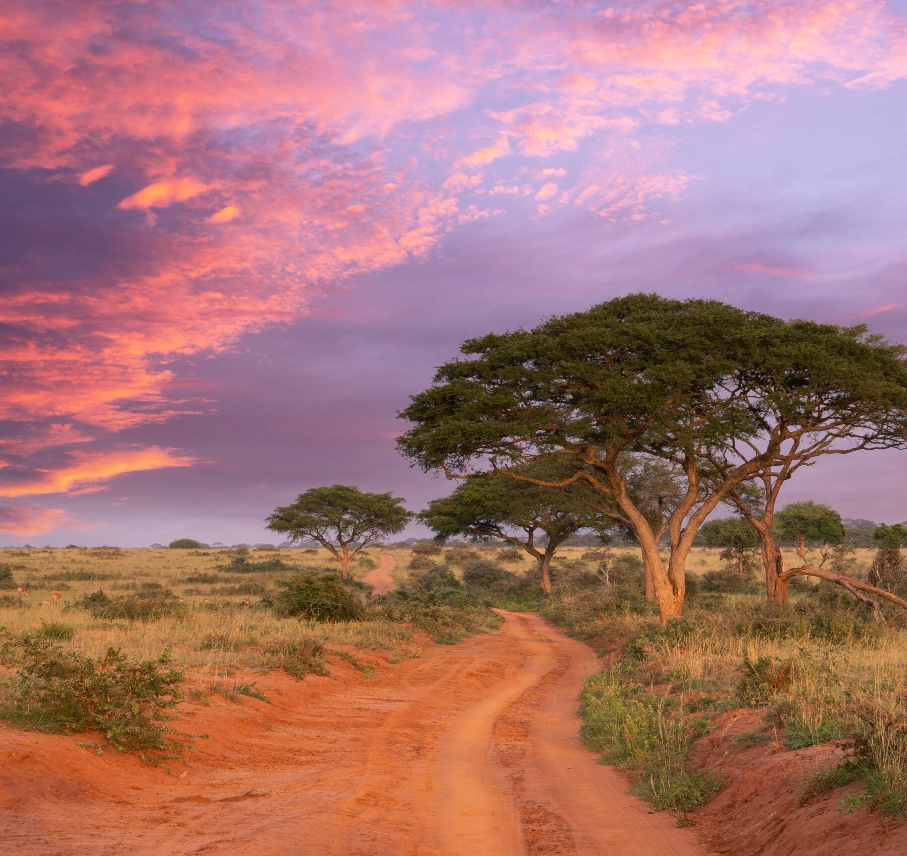Grusväg genom afrikanskt landskap i solnedgången