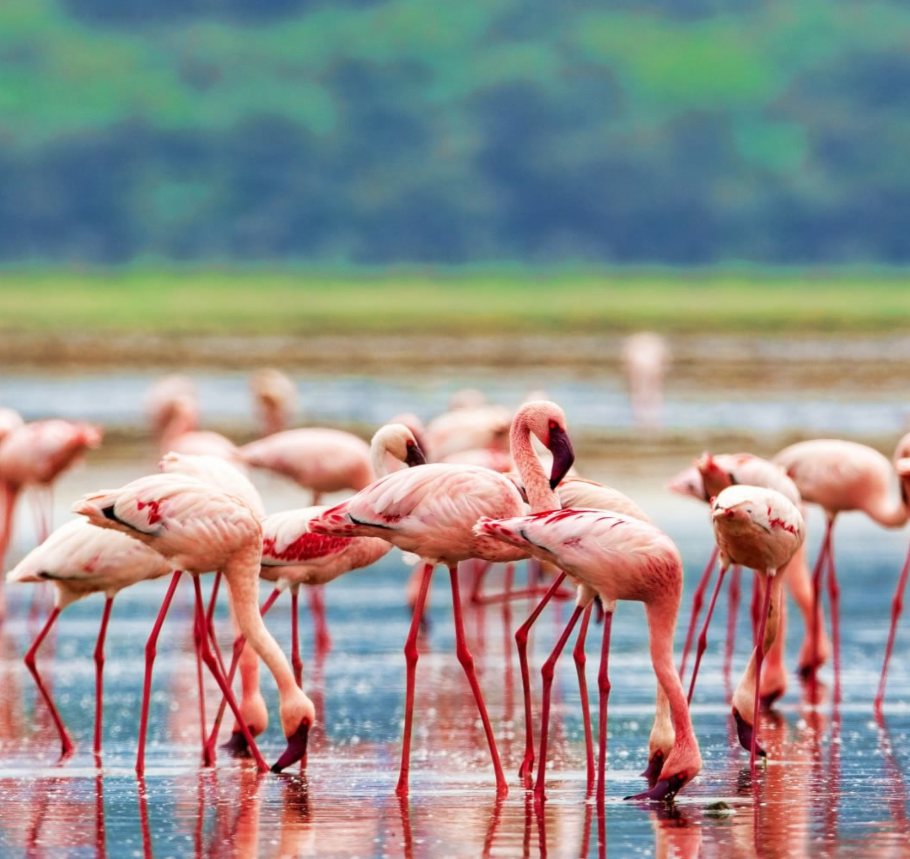 Flamingos vid vattendrag i Afrika