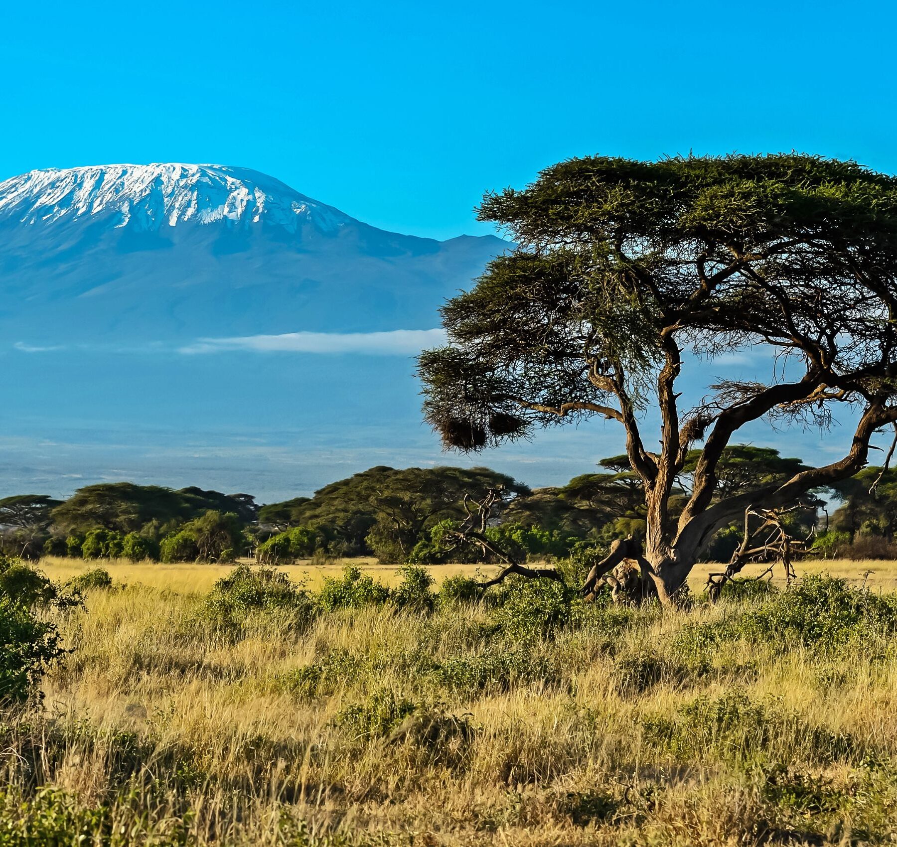 Utsikt mot snöklätt berg från savannen i Kenya