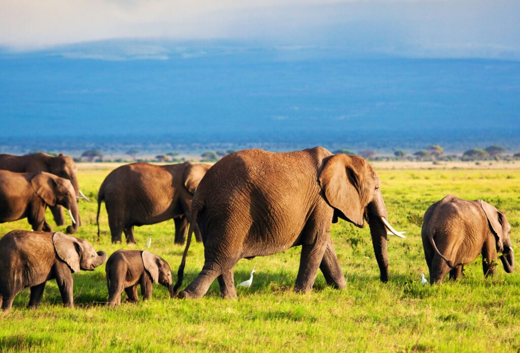 En hjord med elefanter på savannen i Afrika