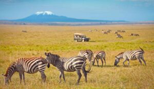 Zebror på savannen i Afrika med snöklätt berg i bakgrunden