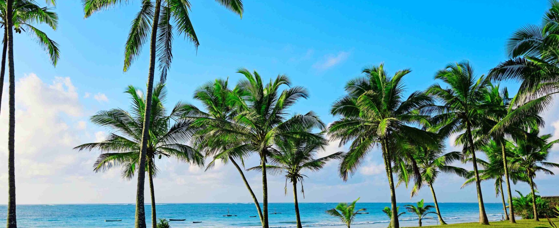Diani beach i Kenya - strand med grönt gräs och palmer