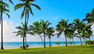 Palmer vid Diani beach i Kenya