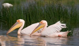 Två pelikaner simmar på sjö