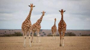 Giraffer på savannen i Afrika
