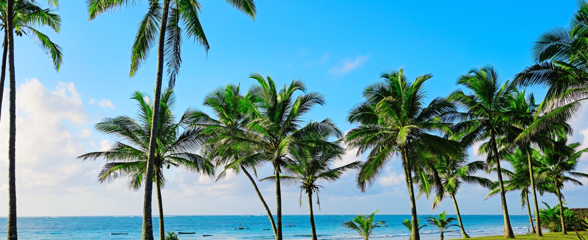 Vy över palmer på Diani beach i Kenya