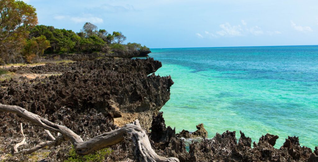 Vegetation vid kusten mot Indiska oceanen i Kenya