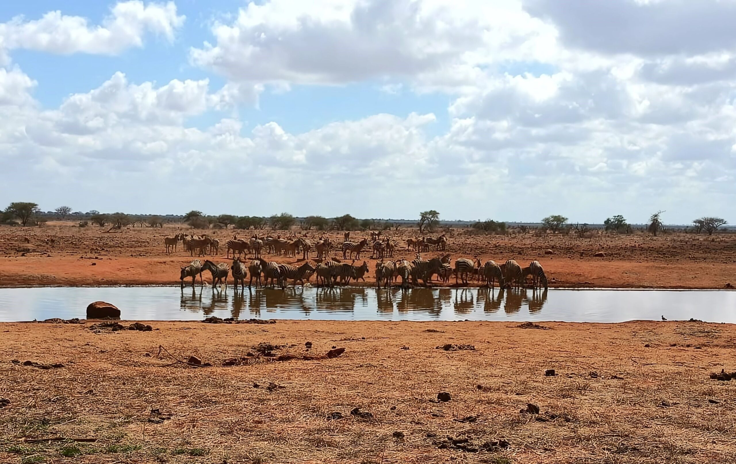 Safari i Ngutuni Wildlife Conservancy