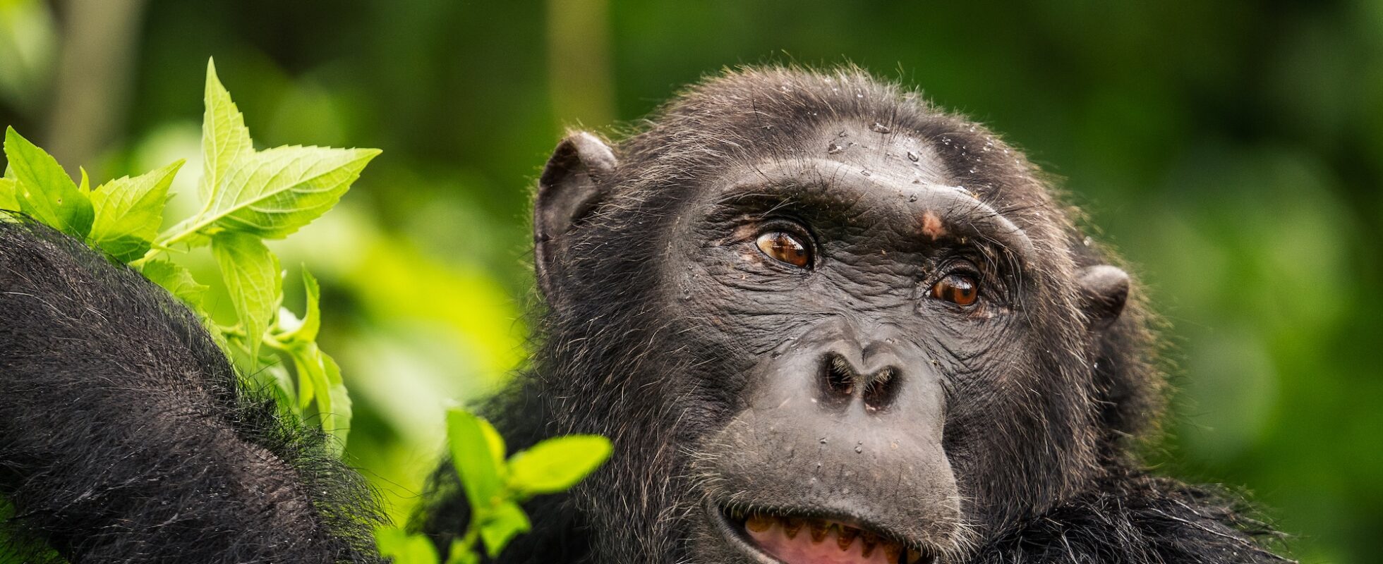 Chimpans i djungeln i Uganda