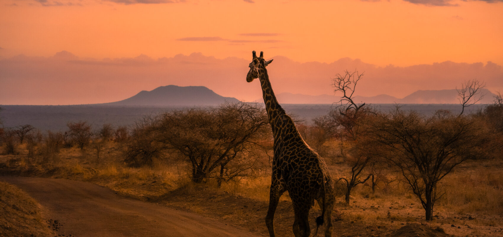 Giraff på savannen i solnedgång