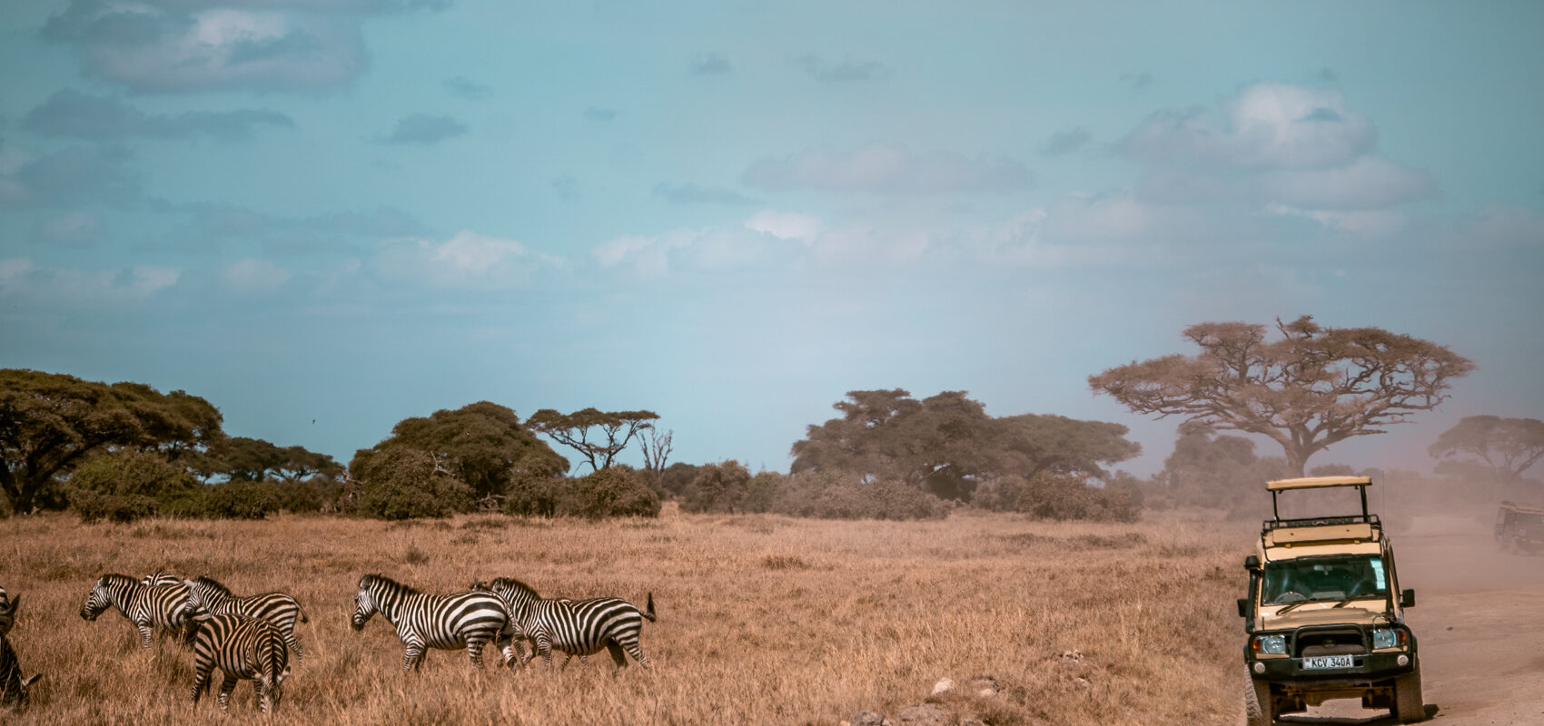 Zebror och en jeep på savannen i Kenya