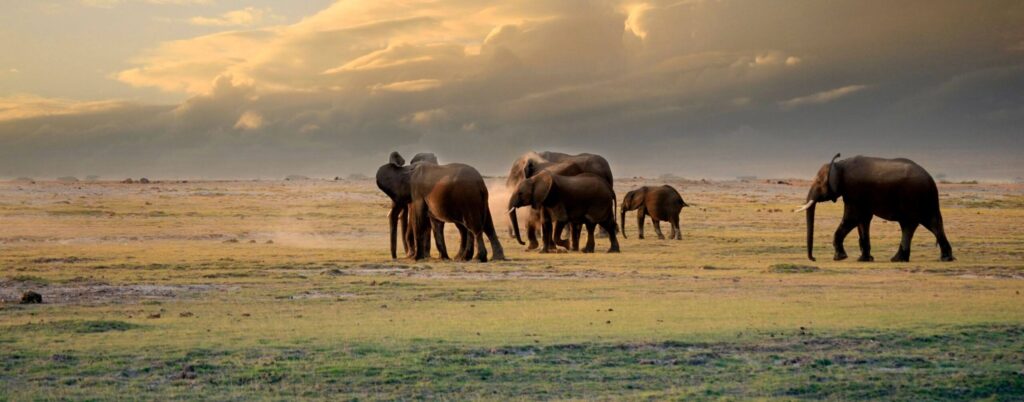 Elefanter på savannen i Amboseli nationalpark i Kenya