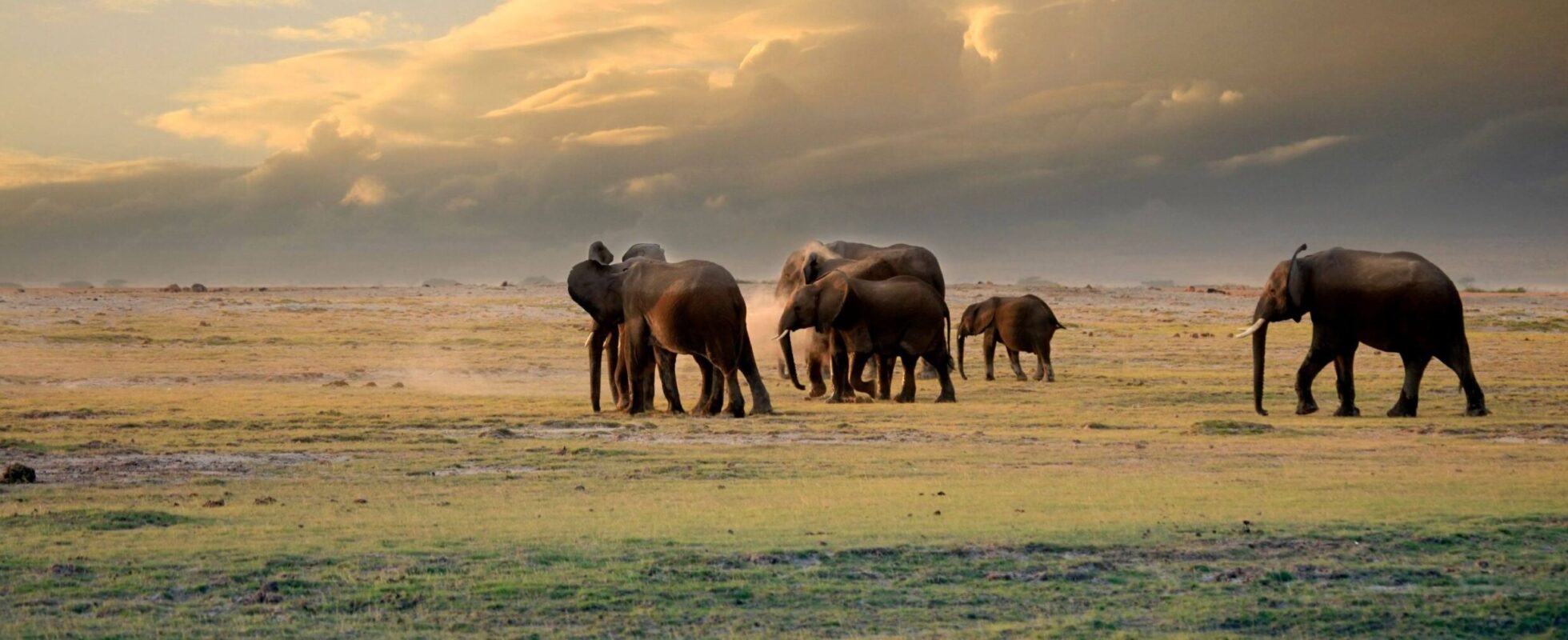 Elefanter på savannen i Amboseli nationalpark i Kenya