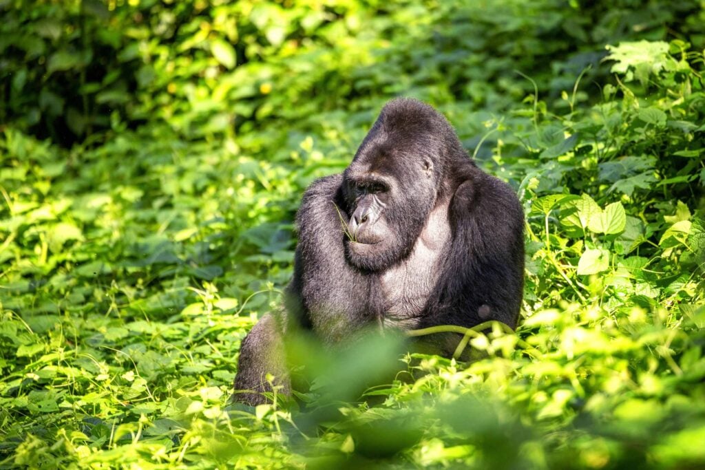 Silverbackgorilla som sitter i en grön omgivning i Bwindi