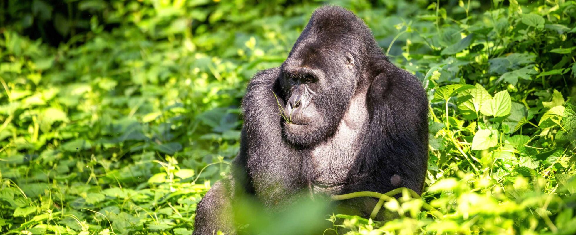 Silverbackgorilla som sitter i en grön omgivning i Bwindi