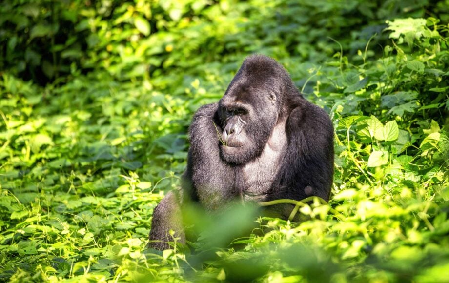 Silverbackgorilla som sitter i en grön omgivning i Bwindi