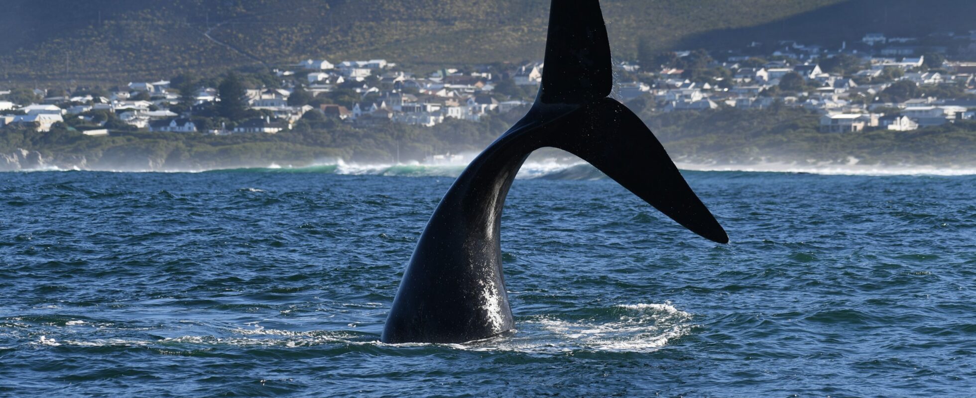 Valens svans sticker upp ur vattnet