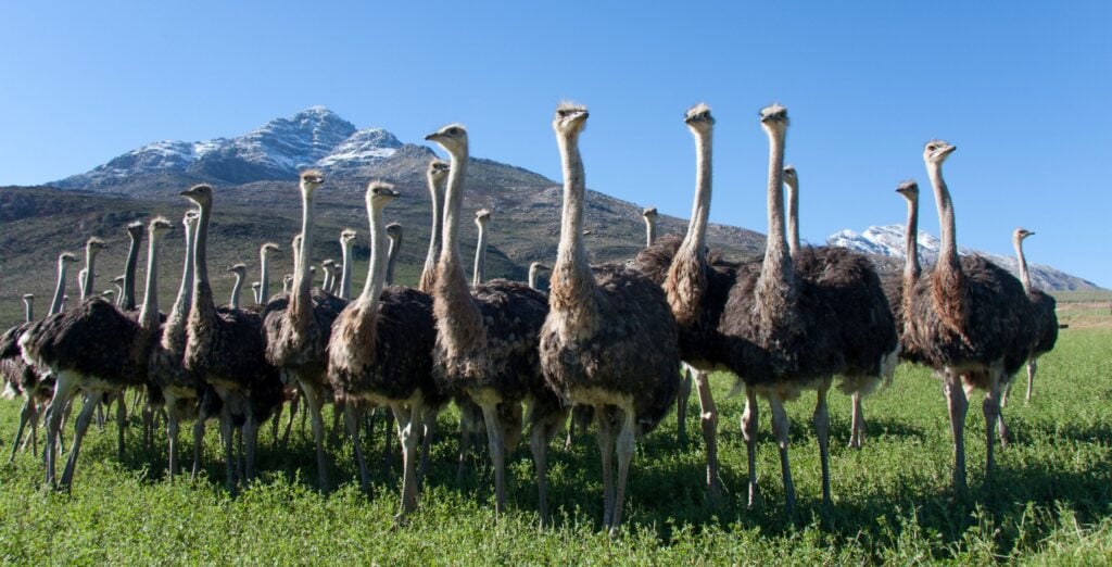 Strutsfåglar på rad med bergen i bakgrunden
