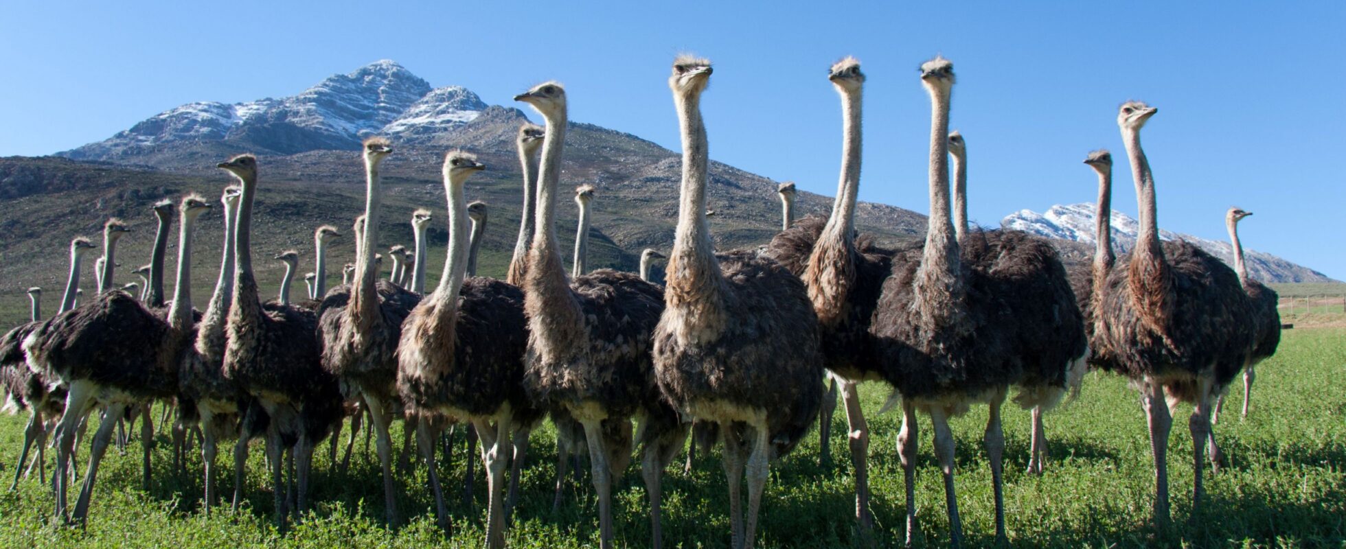 Strutsfåglar på rad med bergen i bakgrunden