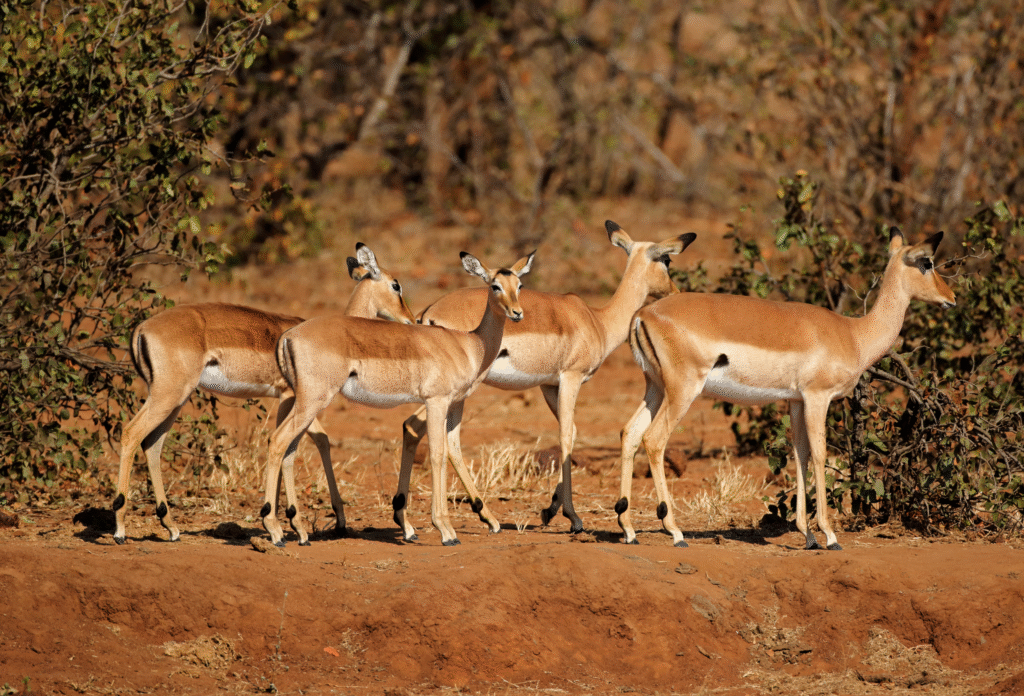 Springbockar på rad
