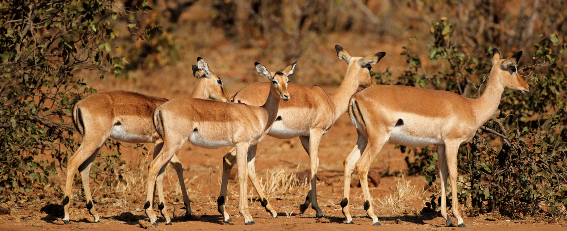 Springbockar på rad