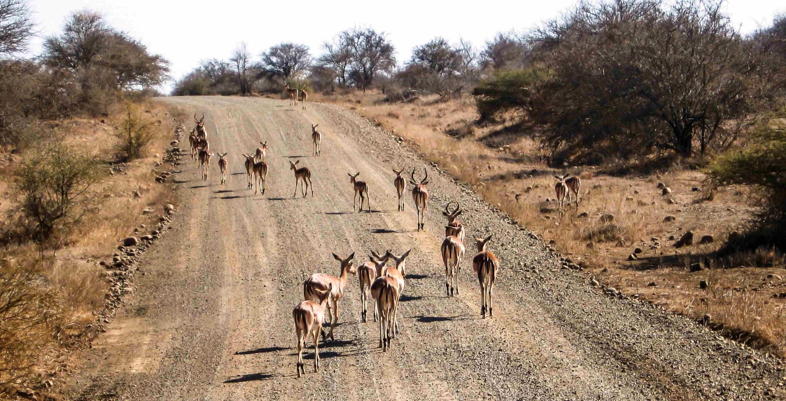 Bilfärd från Hoedspruit till Kruger National Park – Orpen Gate