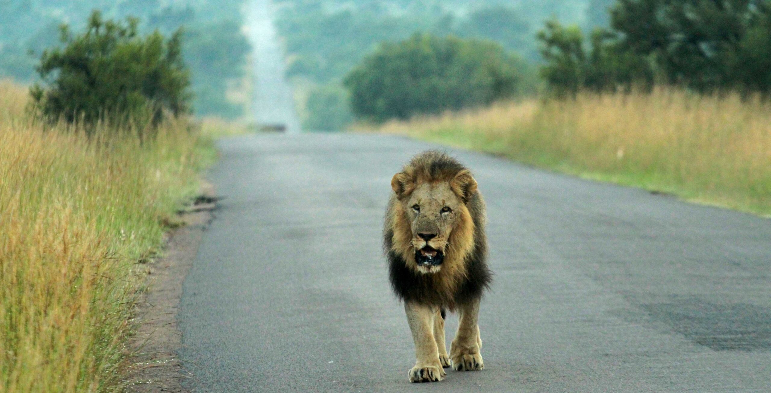 Bilfärd från Tshwane (Pretoria) till Pilanesberg
