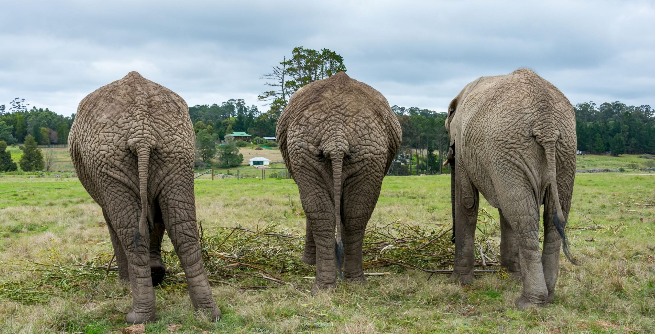 Elefantupplevelse i Knysna Elephant Park