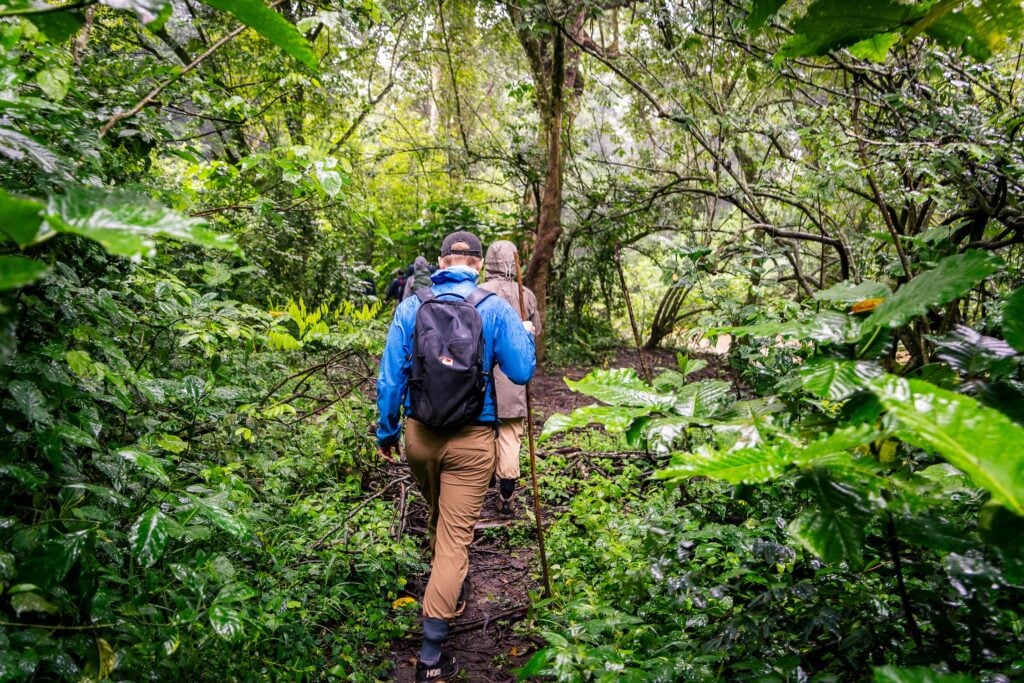 Uganda-schimpans-vandring