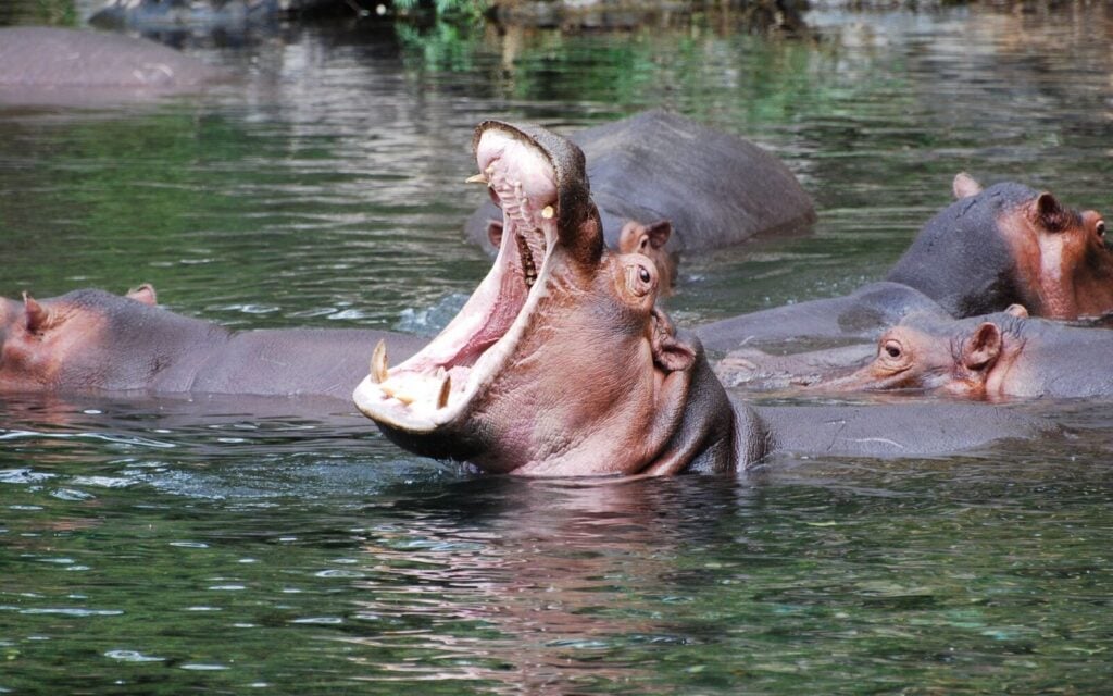 hippos-mzima-springs