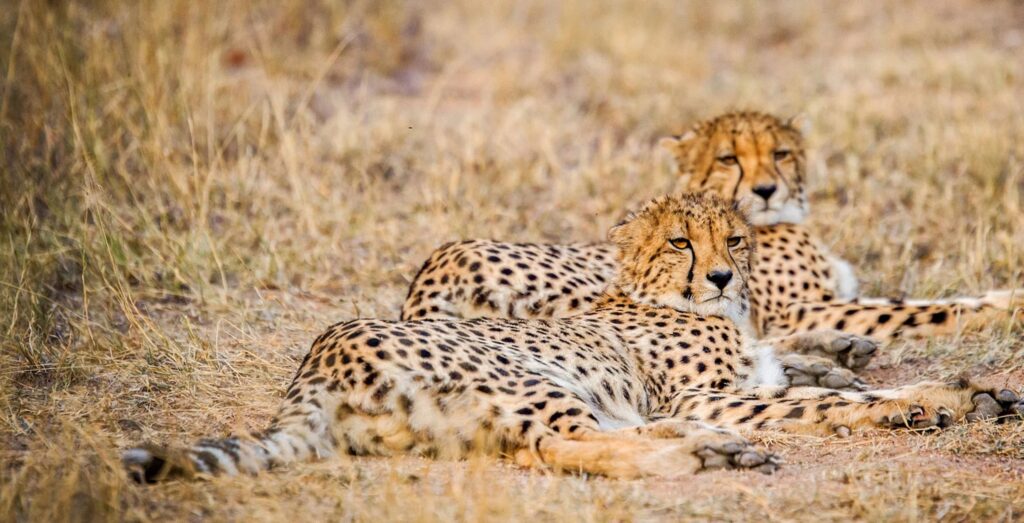 2 leoparder på slätten i Afrika