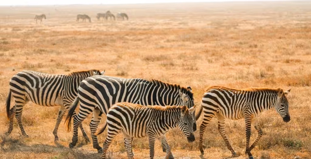 Zebror som vandrar över savannen i Botswana