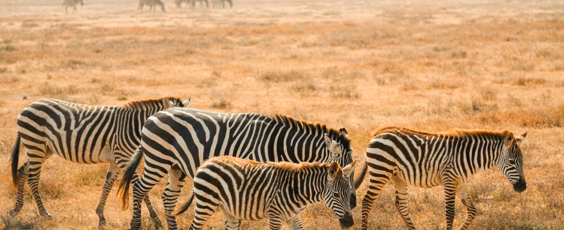 Zebror som vandrar över savannen i Botswana