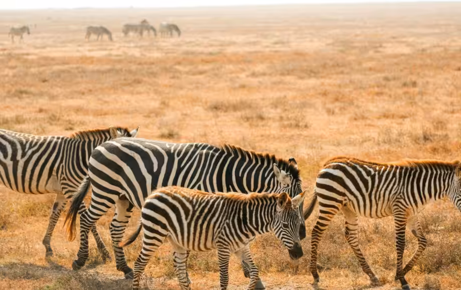 Zebror som vandrar över savannen i Botswana