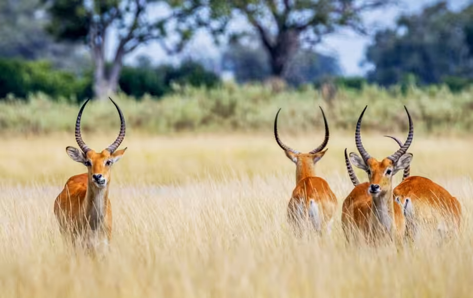 Antiloper i högt gräs i Botswana