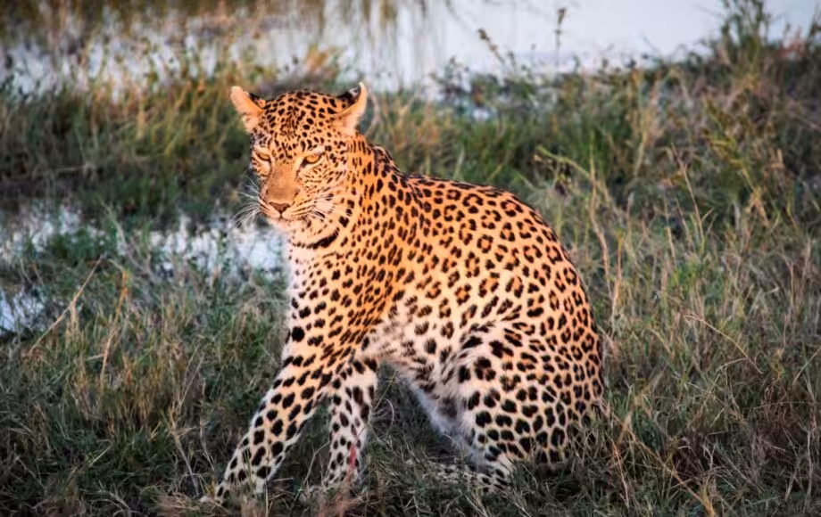leopard i gräslandskap