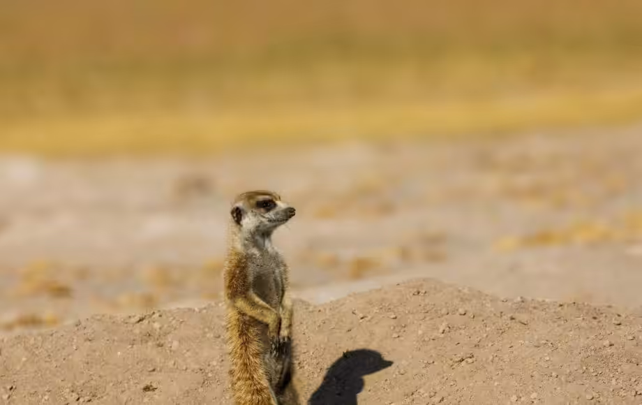 surikat som står på bakbenen under safari i Botswana