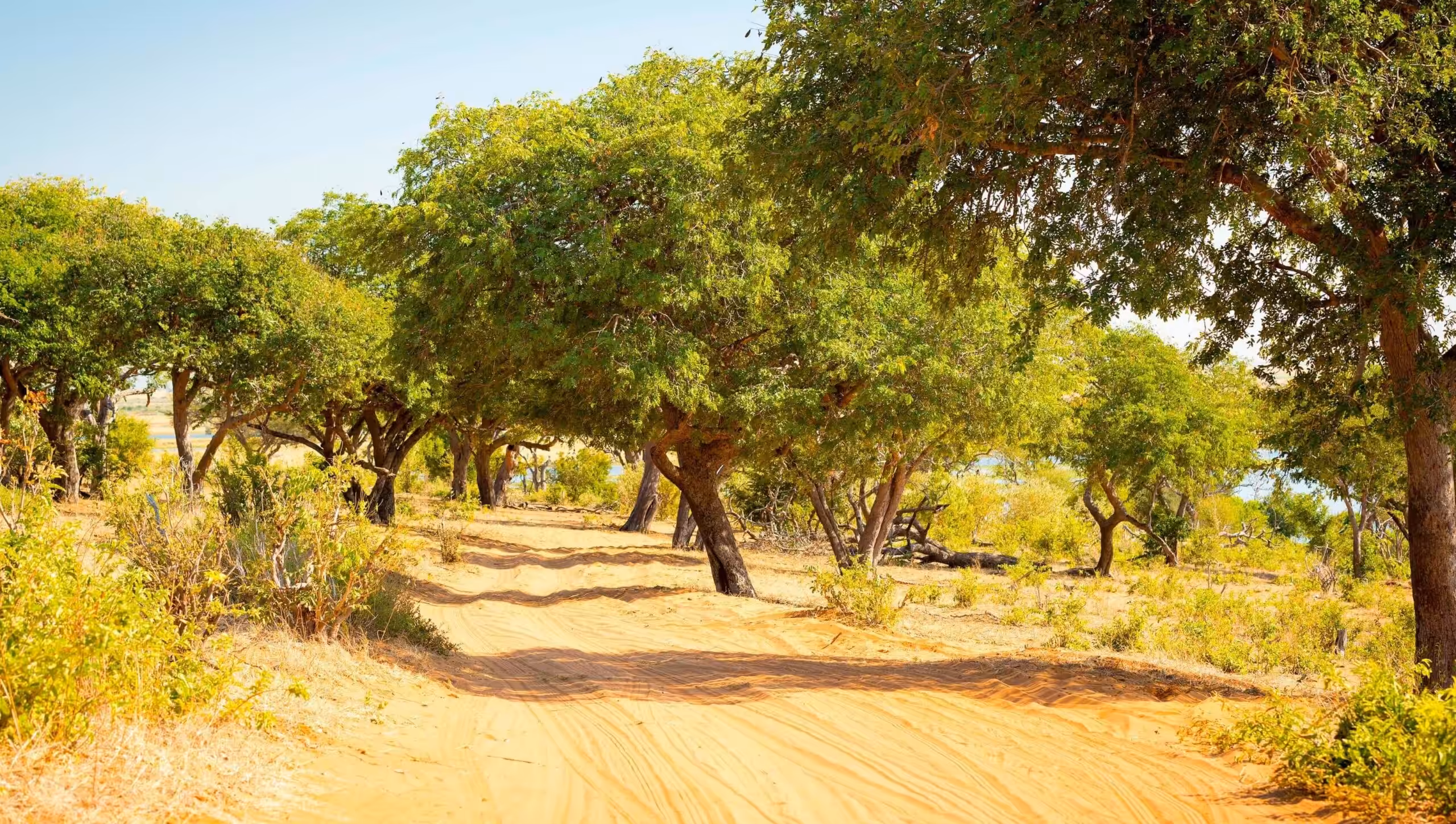 Drive from Chobe Riverfront to Savuti Marsh