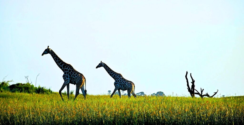 Giraffer på grässlätt i Okavango, Botswana