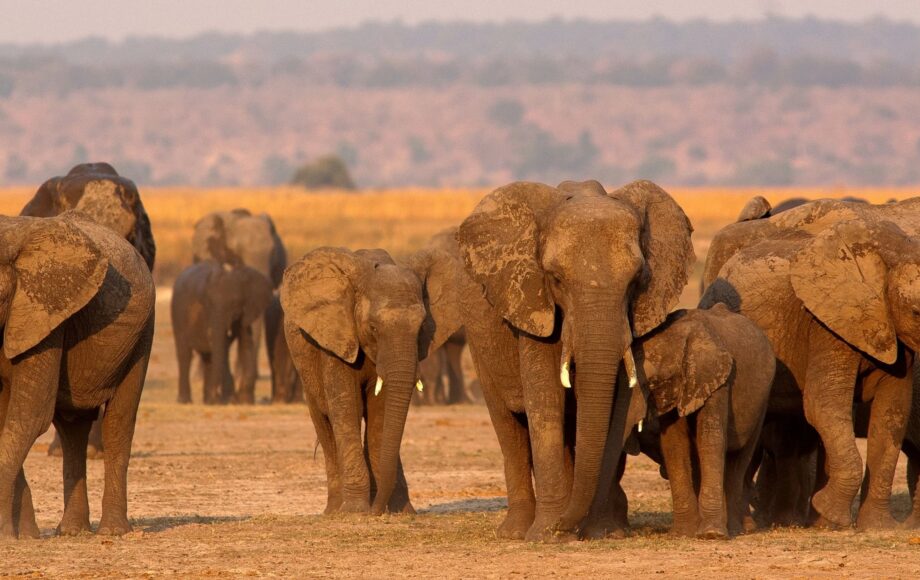 elefanter i flock på savannen i Chobe nationalpark