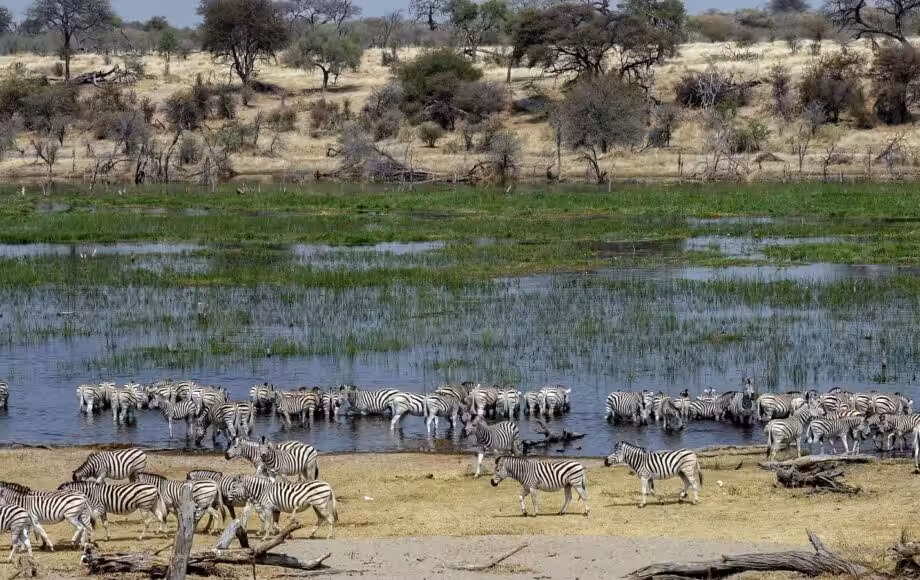 zebror vid vatten i öppet landskap under safari i Botswana